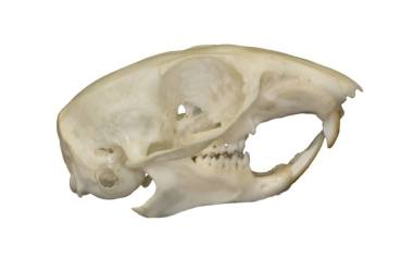 Streifenhörnchen Schädel